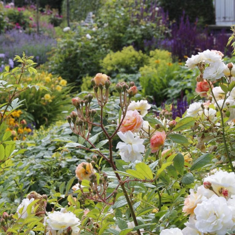 Den engelska trädgården