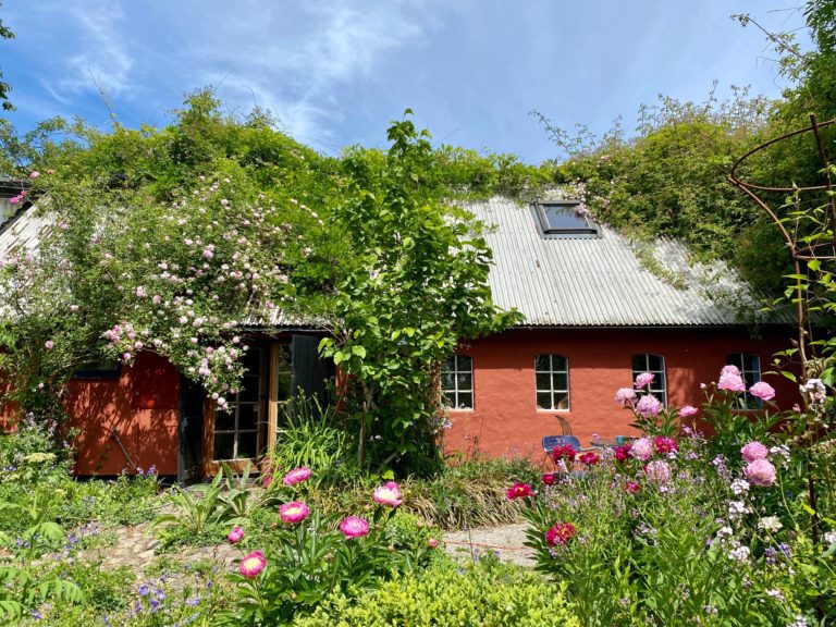 Killahusets Trädgård – det vilda rosparadiset på Österlen
