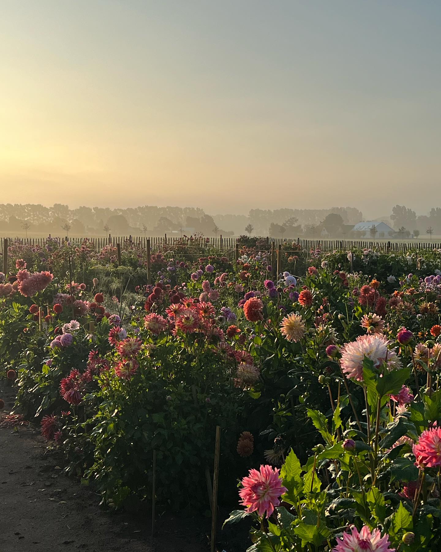 Dahliafarmen
